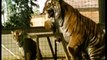 Circus Training Siberian Tigers