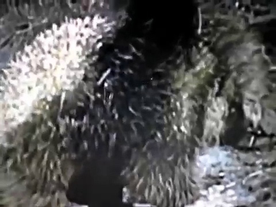 Grizzly Bear Vs Porcupine