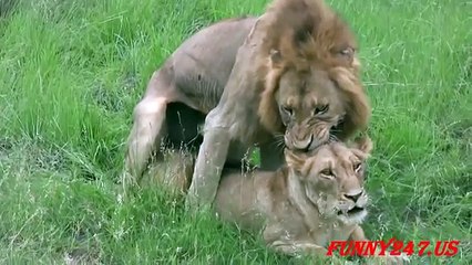 Lion Giving Birth In Feral