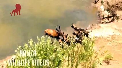 Buffalo Bull Chase - The Last Lions Deleted Scenes