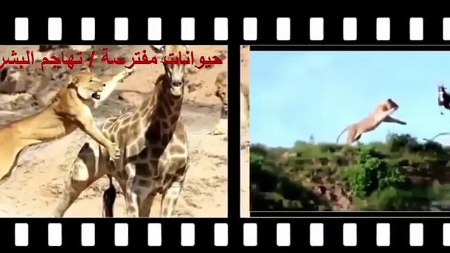 ‫الافتراس المرعب عالم الأسود المفترسة #HD‬‎