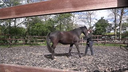 Deejay&#39;s Story - Clickertraining a Horse with Food anxiety
