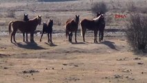 Sandıklı - Kocayayla'nın Özgür Sürüleri: Yılkı Atları