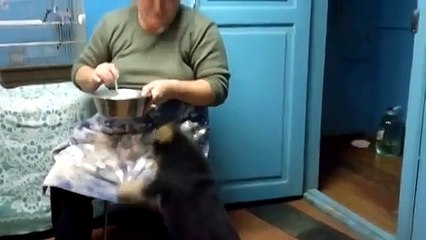 Уникальное видео!!! Щенок так хотел есть, что заговорил по-человечески реально!!!