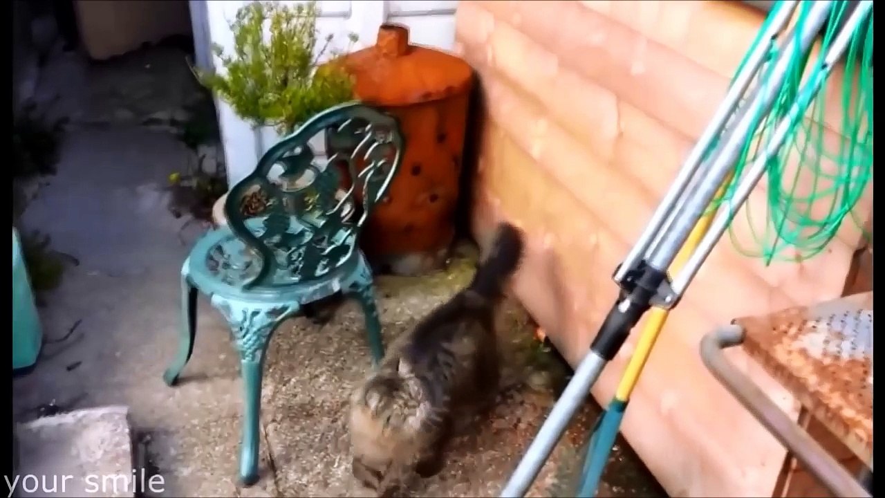 смешные животные