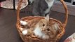 Kittens Scuffle in Basket