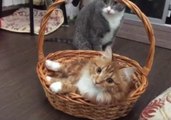 Kittens Scuffle in Basket