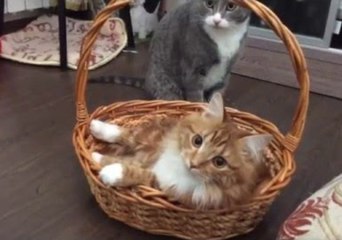 Kittens Scuffle in Basket