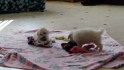 Bichon Frise Puppies For Sale