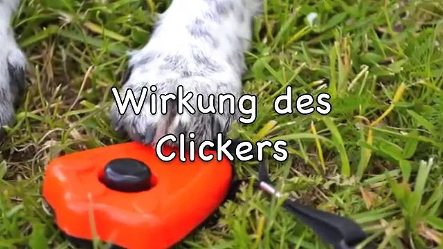 Teil 1 Clickertraining Konditionierung auf den Clicker