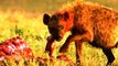 Animal Documentary National Geographic DEADLY CONTEST [Lion Vs Hyena Vs Wild Dogs & More!]