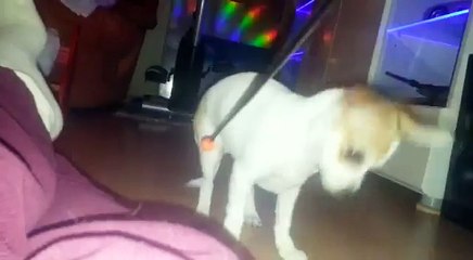 Xenia clickertraining