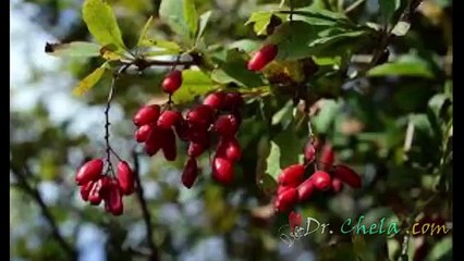 como puedes hacer para revertir la diabetes 1 y 2