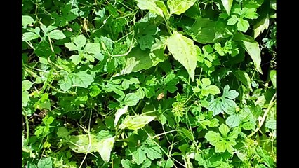 Americans Try Cerasee Tea For The First Time