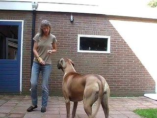 Clickertraining dog - your feet on mine 2nd session