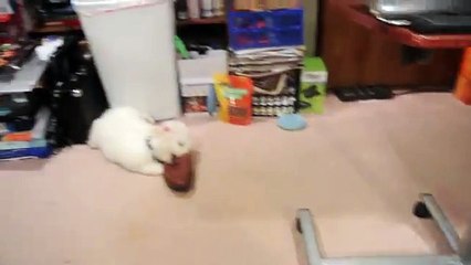 Sally the Bichon Frise