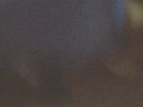 bastons entre mon chiens et mon chats