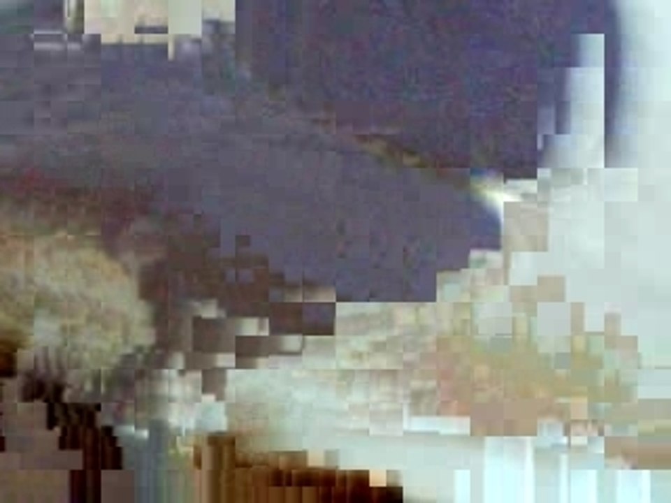 bastons chat contre chiens 2