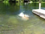 Funny Dog Swims