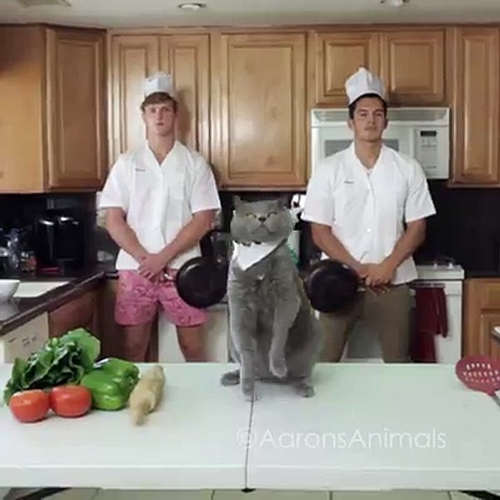 Funny cat