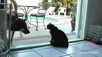Cats that wont let dogs pass by compilation