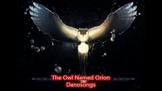 The Owl Named Orion ~Danosongs~