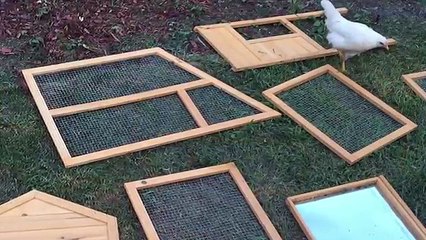 Building a Chicken Coop For Miss Trooper.