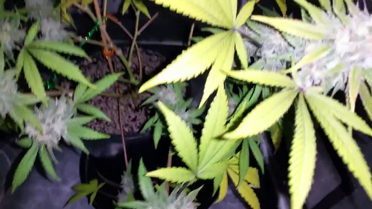 1/30/16 flush start of week 8 blue cheese