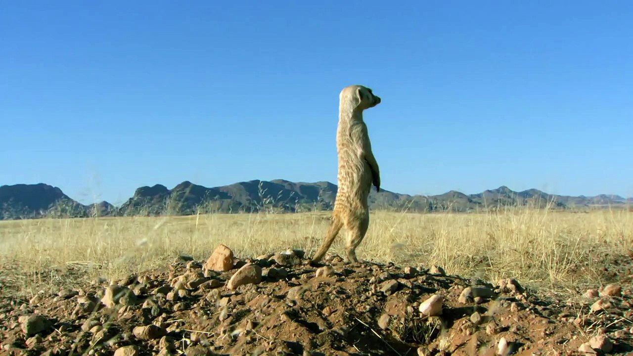 Mongoose Vs. Cobra