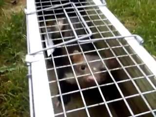 Pułapka D1 firmy rMaX.MP4