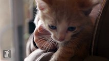 Cutest Shy Rescue Kitten Is A Beautiful Angel - Kitten Love