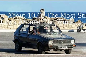 10 Of The Most Strange Pet Laws Around The World