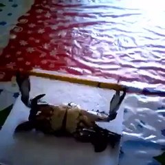 Senam Kepiting "Angkat Besi" | Gymnastics crab "weightlifting"