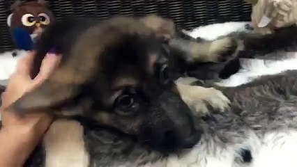 Meet your sweet female German Shepherd best friend