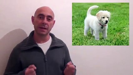 In case Como Educar A Un Cachorro Review