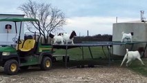 Goats Caught Jumping On Farmers Trampoline