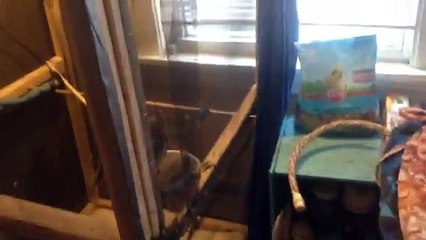 How to build an aviary Part 5