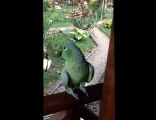 Parrot talking, laughing and playing peekaboo