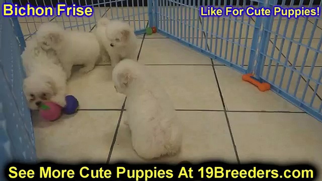 Bichon Frise, Puppies, For, Sale, In, Edmond, Oklahoma, OK, Cleveland, Comanche, Canadian, Rogers, P