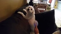 Bichon Frise Dog loves to be brushed while standing