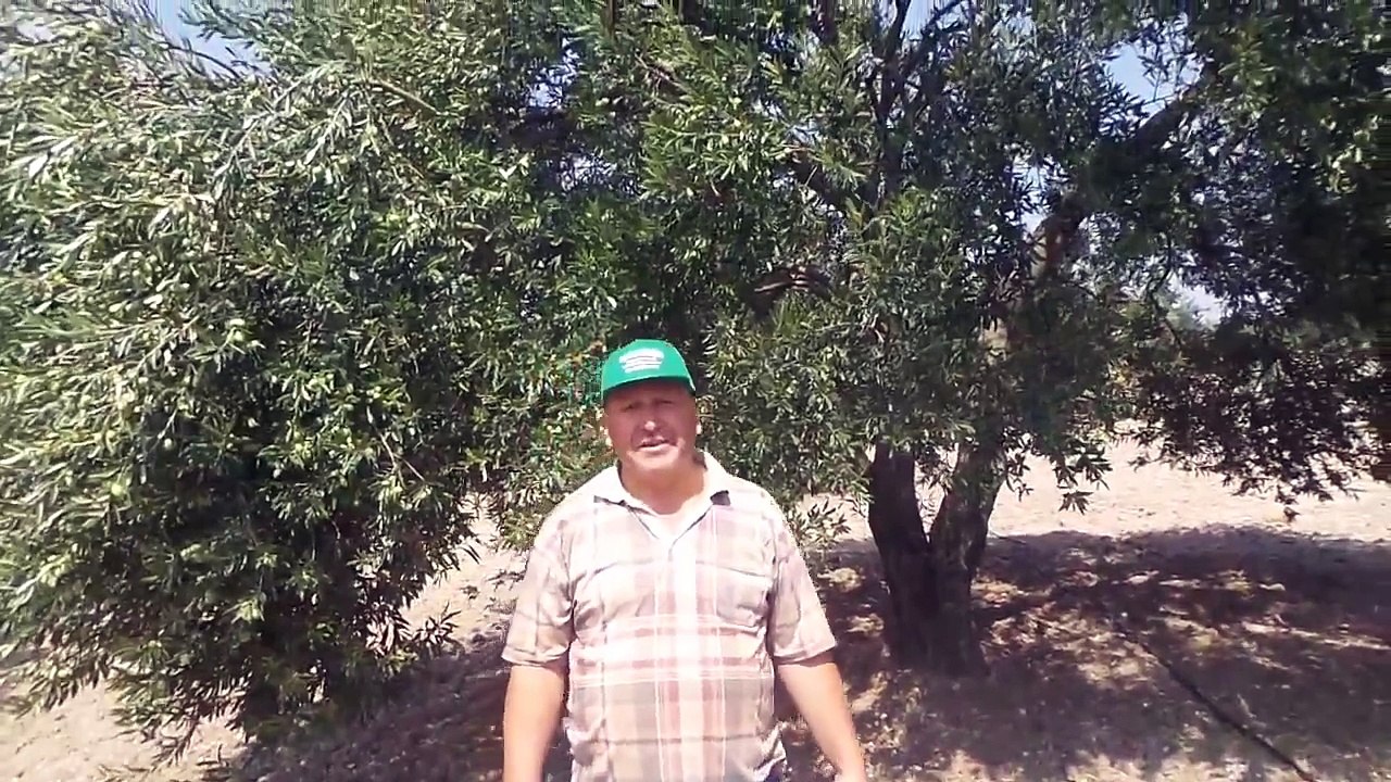 Domat Zeytin Ağacı Kaç kilo Zeytin verir, Zeytin Ağacı Ne kadar Zeytin Verir