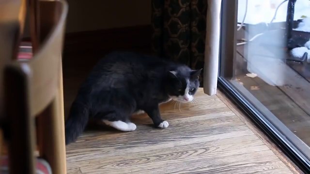 Ce chat n'est PAS très content de la visite de cet étrange intrus.