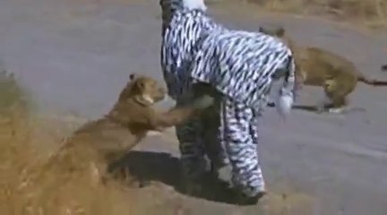 OMG!!! Fake Zebra Prank gone wrong with Real Lions