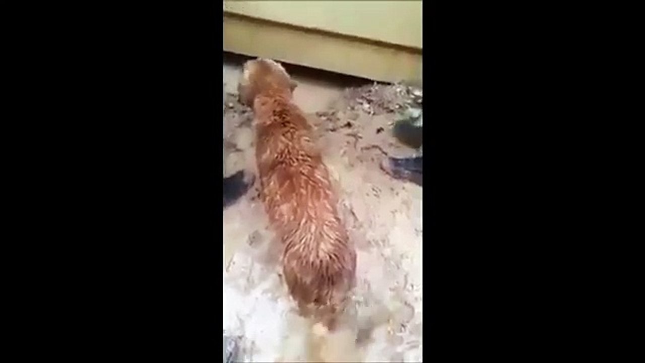 Cette chienne s'aventure sous la maison inondée. Regardez bien sa gueule lorsqu'elle en émerge...