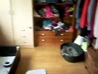 Dizzy sine valper (Bichon Frise puppies)