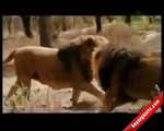 Aslan dövüşü - iki erkek aslanın müthiş kapışması
