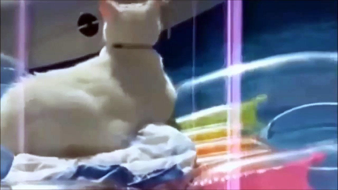 приколы про животных