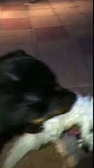 Bichon Frise attacking a Rottweiler