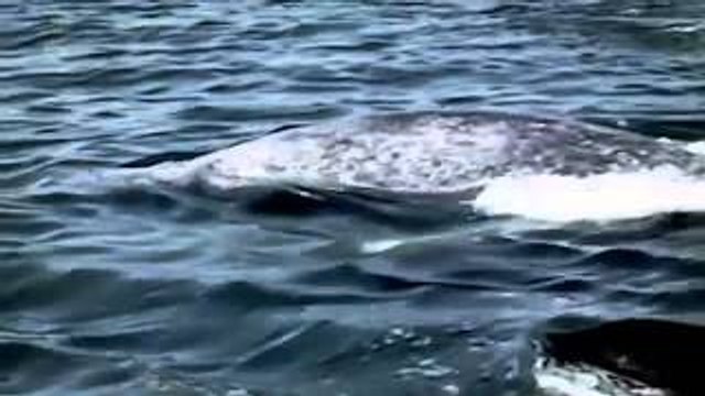 Zabójcze Orki [Lektor PL][Film Dokumentalny]