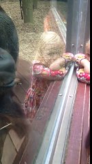 Беременная подошла к орангутану, а дальше случилось неожиданное